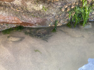 crab rockpool